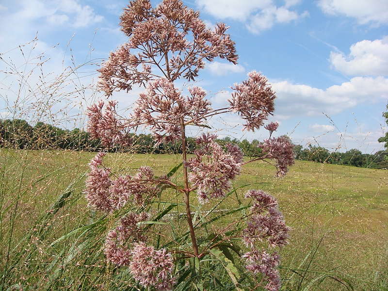 080 Longwood Gardens [2008 August 23].JPG - Longwood Gardens in Pennsylvania